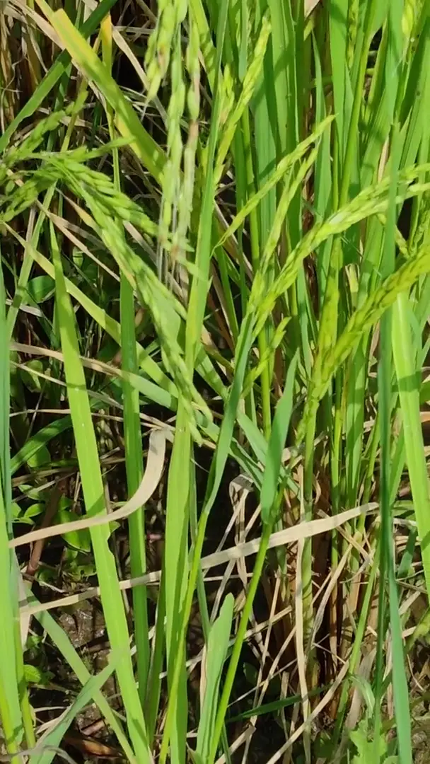 Wildlife video
