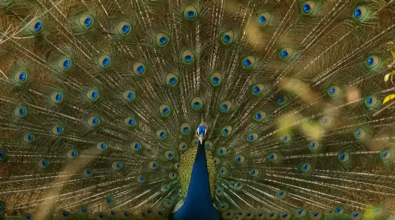 A magnificent peacock displaying its vibrant plumage in the wild near Vanyadome.